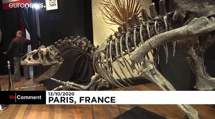 Rare Allosaurus dinosaur skeleton sells for €3 million at auction