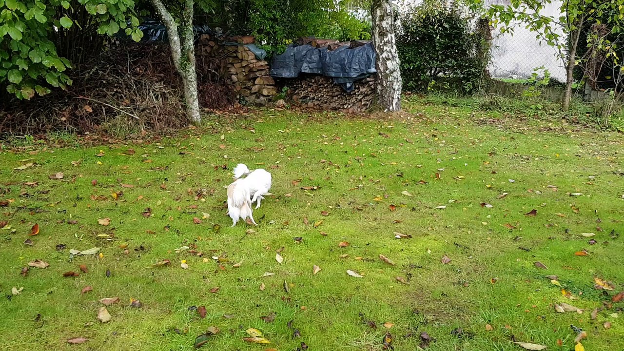 Après midi au jardin 3