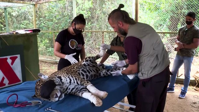 Amanaci, la jaguar herida por las llamas que no sabe si podrá volver al Pantanal
