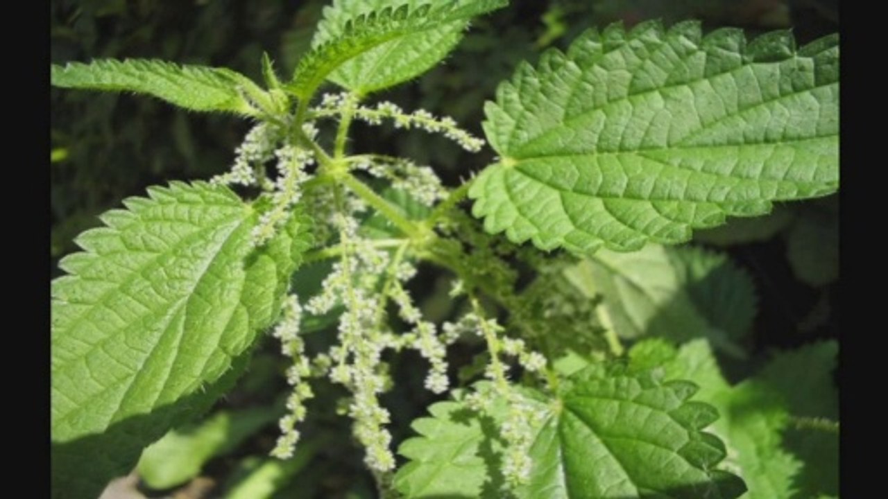 Urtiga ( Urtica dioica ) serve para inflamação das vias urinárias
