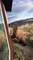 Katmai Brown Bear Poses for Quick Photo
