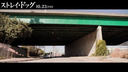 映画『ストレイ・ドッグ』冒頭映像