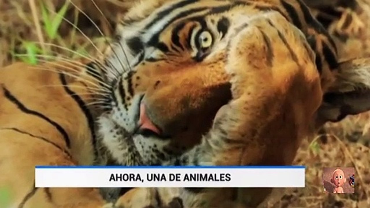 The Funniest Photos Of Animals Finalists In The Comedy Wildlife Photography Awards / @UnMundoCurioso