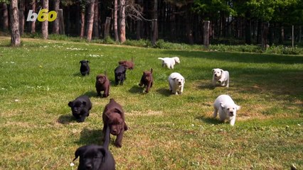 Green-Furred Puppy Born in Italy