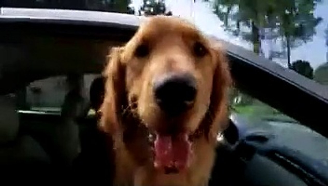 Shaggy Dog - Hör mal wer da bellt Trailer (2006)