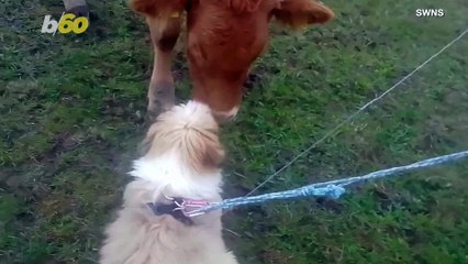 Watch This Cute Video of a Puppy Trying To Play With a Young Cow!
