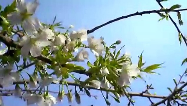 Unsere Erde - Wunder Des Lebens Trailer (2007)