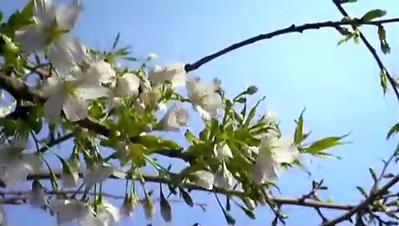 Unsere Erde - Wunder Des Lebens Trailer (2007)