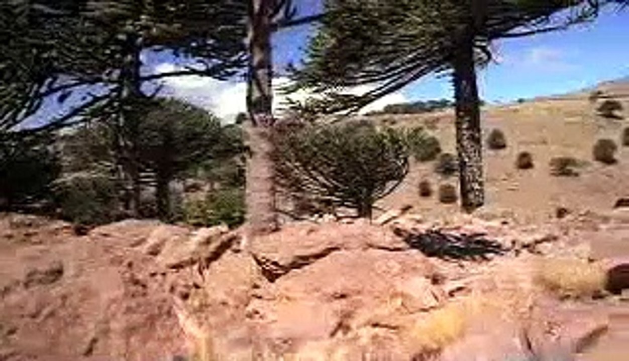 Dinosaurier - Giganten Patagoniens Trailer (2007)