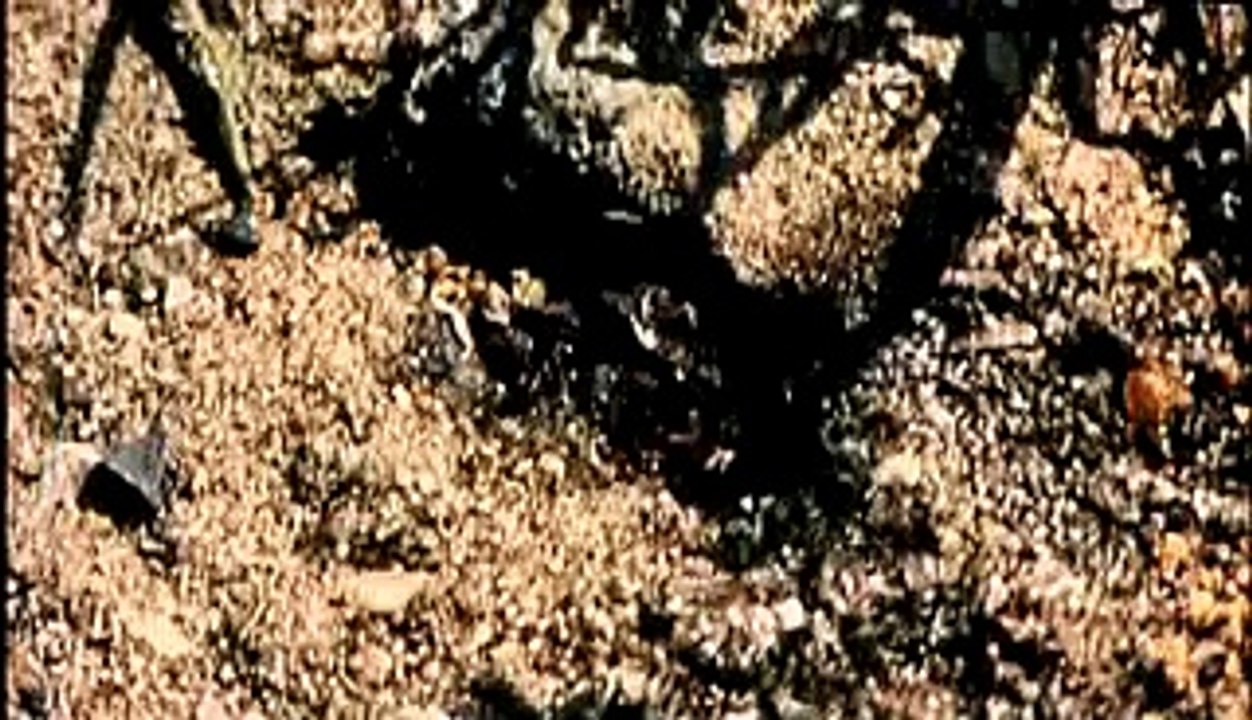 Verführung Von Engeln Trailer (2007)