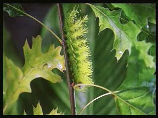 Abenteuer Regenwald - BUGS! 3D Trailer (2007)