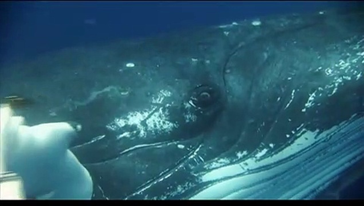 Delfine und wale trailer (2008)