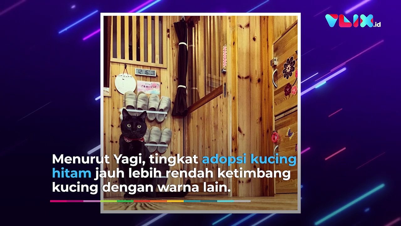 Pecinta Kucing Harus ke Sini, Kucing Hitam Berk...