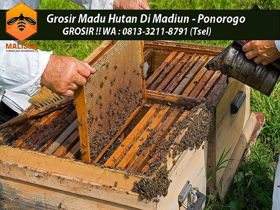 DISKON GILA !! WA : 0813-3211-8791 (Tsel)	Grosir Kandungan Madu Murni Di Madiun Ponorogo By MALISSA,