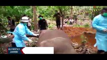 Dua Ekor Gajah Sumatera Mati