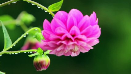 അനു ചേച്ചിയുടെ തേൻ കുടിച്ച രാത്രി _ Malayalam Health Tips