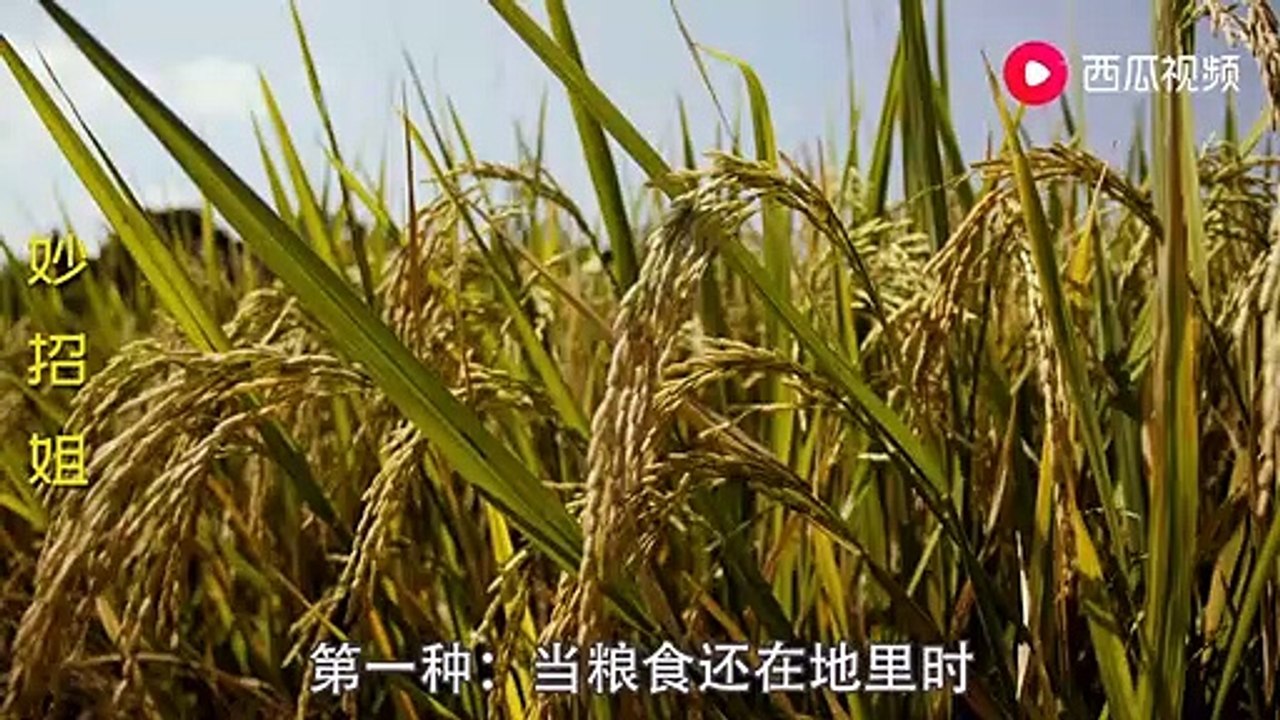 【Common sense of life】家里米面为什么会生虫？吃了会不会传染疾病？很多人还不知道