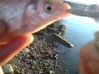 Mon poisson ki fume