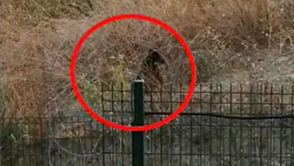 İstanbul’un göbeğinde boz ayı görüntülendi