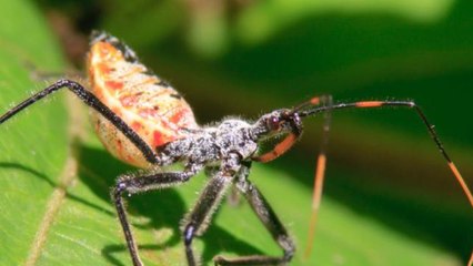 Los animales más mortíferos de la naturaleza