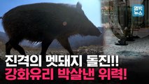 [엠빅뉴스] 도심 거대 멧돼지 돌진에 시민들 혼비백산. 10월이 가장 위험하다!