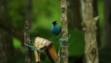 30 Cutest Birds In The World | Cutest Parrots | Cutest Birds in the World | Funniest Animals