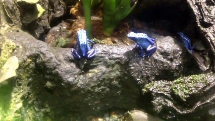 blue poison arrow frogs
