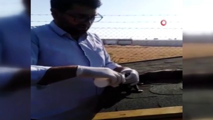 Yavru köpekleri biberonla besliyor
