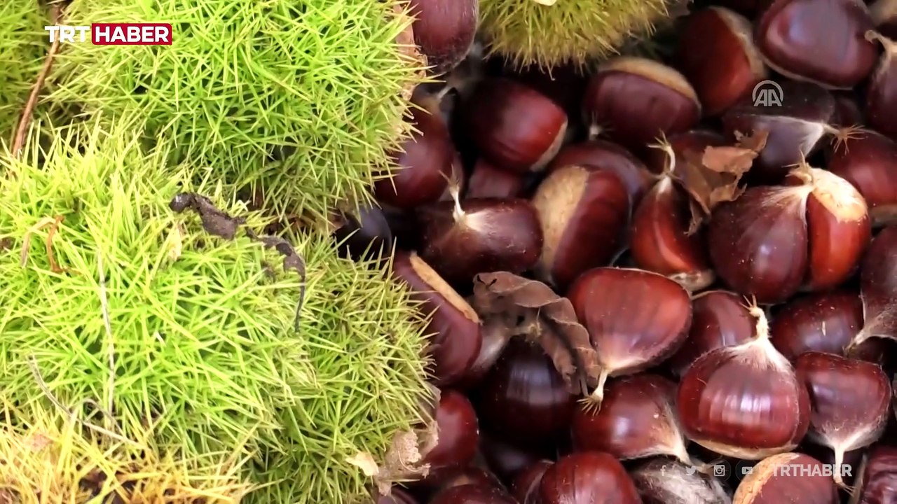 Kastamonu'da kestane zamanı: Tüccar buna seve s...