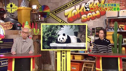 所さん！大変ですよ  2020年10月15日 密着！“神戸のお嬢様”タンタン