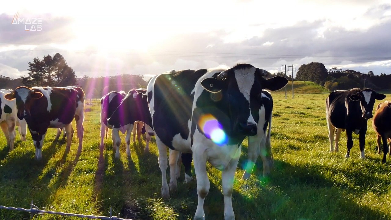 Scientists Find Cows Prefer ‘Live’ Co-moo-nication Over Recorded Voices