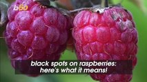 Black Spots On Raspberries: Here's What It Means!