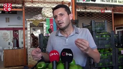 Artan avokado hırsızlığı üreticileri isyan ettirdi