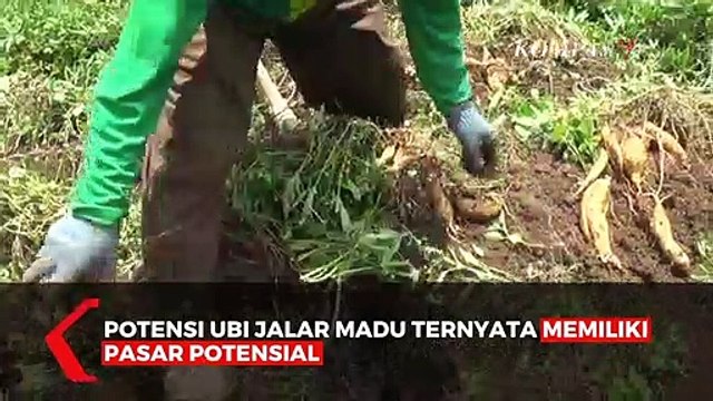 Ubi Jalar Tembus Pasar Manca Negara
