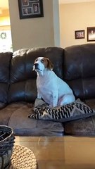 Dog is Not a Fan of Fan