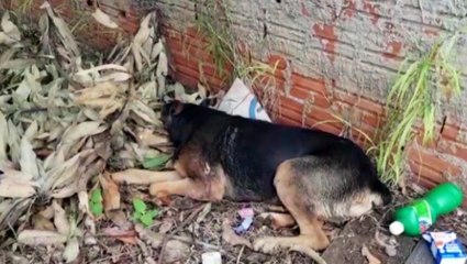 Moradora relata dificuldade em conseguir auxílio para cachorrinha ferida no Bairro Esmeralda