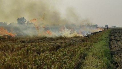 Farm fires rage on: No solution to stubble burning?