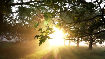 sonido suave natura relajante ""melodia de piano""l(aire fresco)