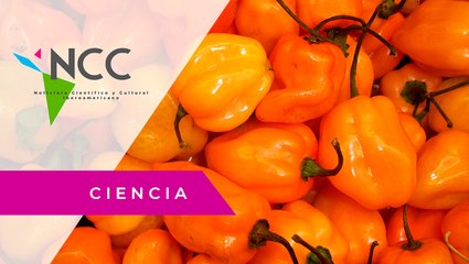 Chi­le ha­ba­ne­ro; po­pu­lar en la gas­tro­no­mía y con pro­pie­da­des mé­di­cas