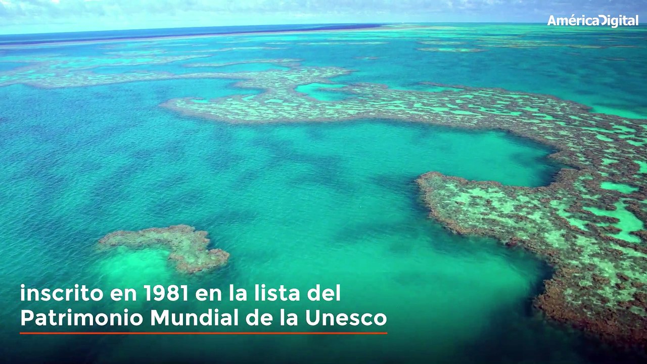 La mitad de los corales de la Gran Barrera pereció en los últimos 25 años