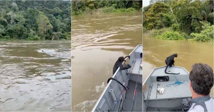 Homens encontram macaco em apuros num rio e fazem a boa ação do dia