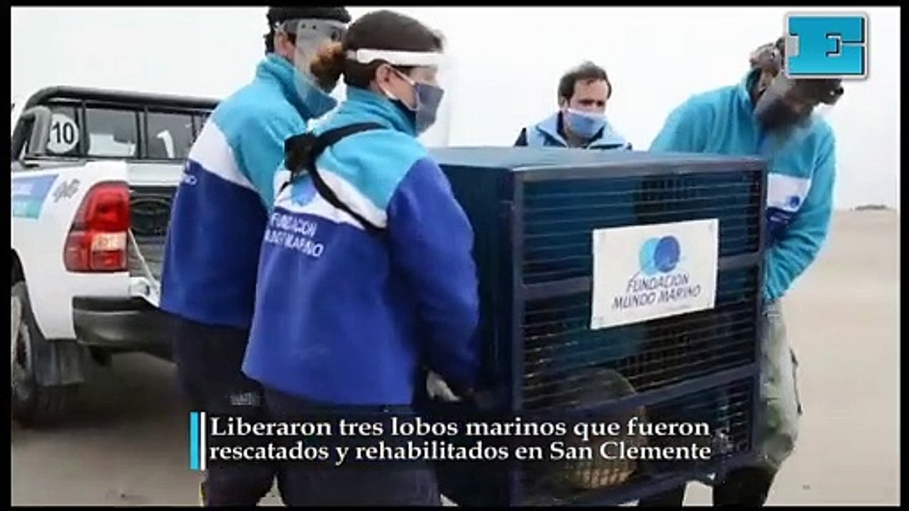Liberaron tres lobos marinos que fueron  rescat...