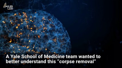 ‘Corpse Removal’ of Dead Cells Seen in Brains For First Time