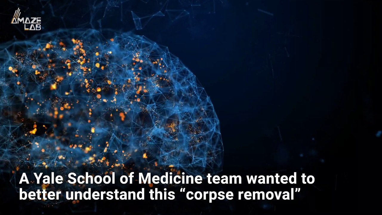 ‘Corpse Removal’ of Dead Cells Seen in Brains For First Time
