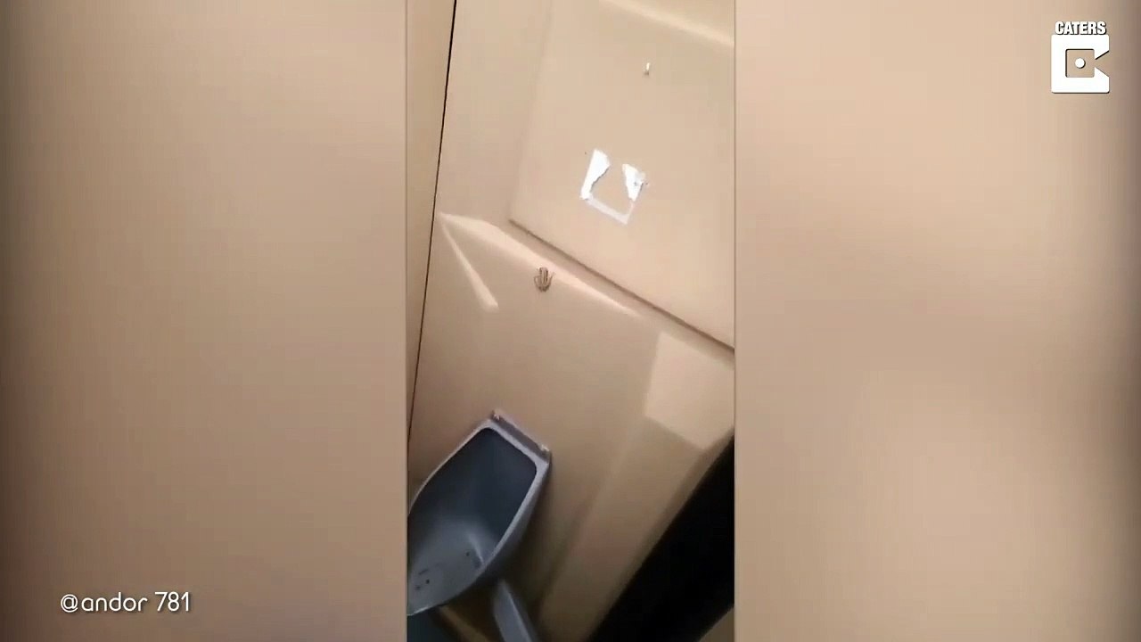 Il découvre une grenouille dans des toilettes publiques