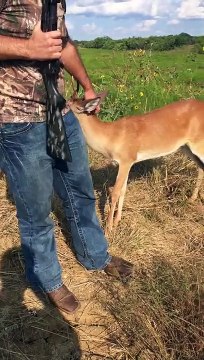 Cette biche vient dire bonjour à des chasseurs... pas rancunier l'animal