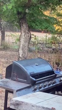 Cet oiseau a fait toutes ses réserves pour l'hiver... dans son barbecue !