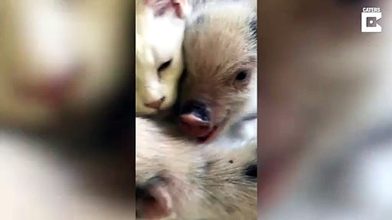 Cette maman chat a recueilli des petits cochons