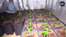 Desmantelados siete puntos de cultivo indoor de marihuana en la Cañada Real