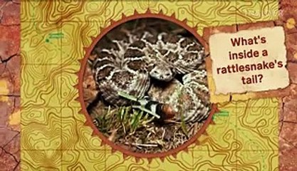 How rattlesnakes tails make a rattling sound